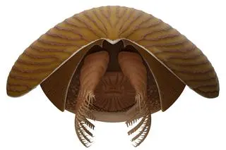 Titanokorys gainesi, widok z przodu