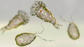 Ameba Naegleria fowleri