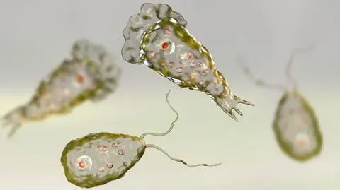 Ameba Naegleria fowleri