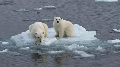 Niedźwiedź polarny skrzyżuje się z grizzly, foki wyginą? "Całe ekosystemy czeka katastrofa"