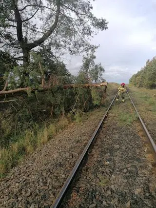 Drzewo przewróciło się na pociąg w Baszewicach