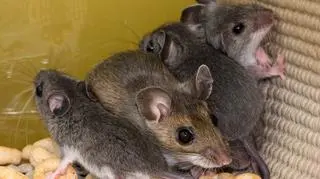 Myszy (zdjęcie poglądowe)