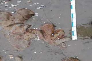 Odciski łap dinozaura znalezione na wyspie Wight