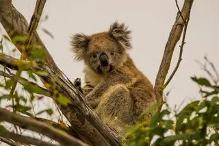 Koale australijskie 