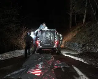 Samica niedźwiedzia została złapana do pułapki