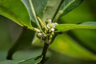 Ostrokrzew Ilex sapiiformis