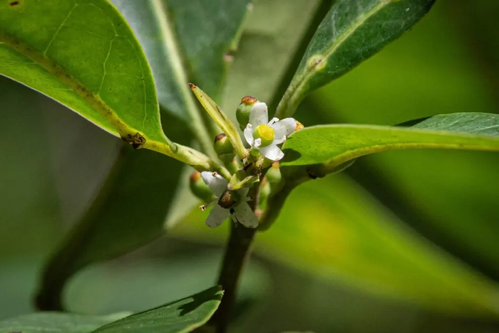 Ostrokrzew Ilex sapiiformis