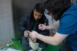 Pingwinom podawano krople do oczu