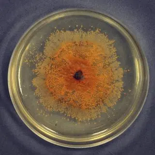 Nowy gatunek grzyba - Colletotrichum acericola, odkryty przez polską badaczkę