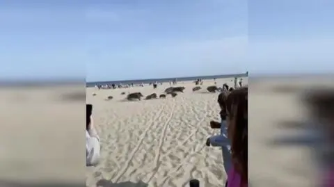 Dziki biegały po miejskiej plaży. "Zrobiło się niebezpiecznie"
