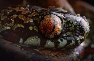 Sibon irmelindicaprioae