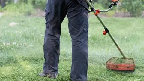Koszenie trawników będzie mniej intensywne. "Wyższa trawa tłumi hałas i zatrzymuje pyły"