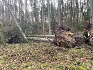 Zniszczenia w nadleśnictwie Świdwin