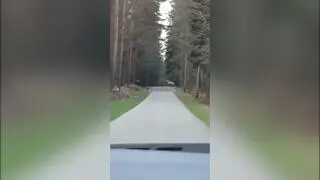 Biały jeleń z Nadleśnictwa Leżajsk