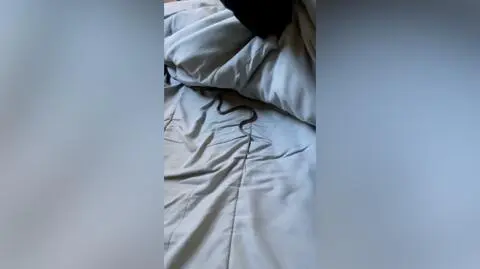 Jadowity wąż wpełzł jej do łóżka