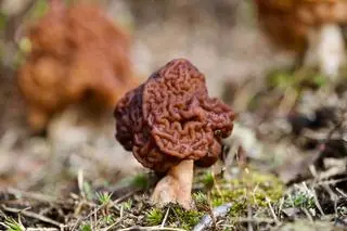 Piestrzenica kasztanowata (Gyromitra esculenta)