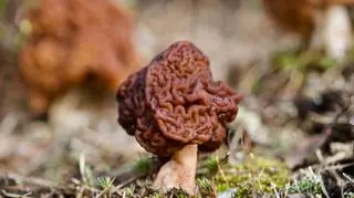 Piestrzenica kasztanowata (Gyromitra esculenta)