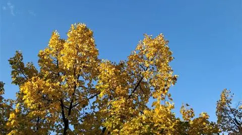 Dużo słońca i ciepło, ale i silniejszy wiatr
