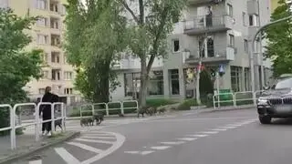 Dziki na pasach w Gdyni