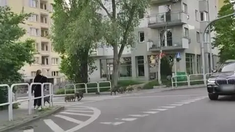 Dziki na przejściu dla pieszych. Zachowały się przepisowo