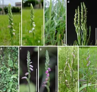 Spiranthes hachijoensis