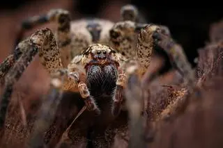 Zoropsis spinimana