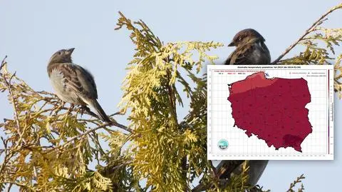 Mapa Polski jest miejscami nie czerwona, tylko bordowa. To "ewenement"