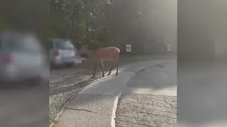 Safari w Szczawnicy