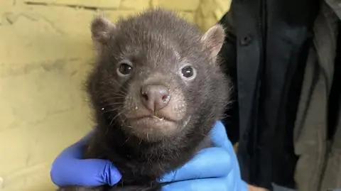 Samiczka psa leśnego przyszła na świat w łódzkim ZOO