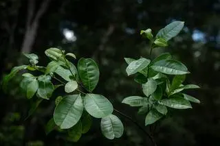 Ostrokrzew Ilex sapiiformis