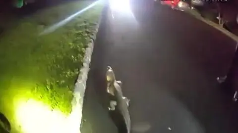Aligator widziany w parku. Schwytano go po dwóch tygodniach