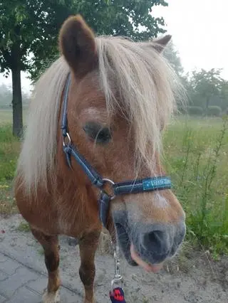 Policjantka uratowała kucyka, który biegał po ulicy