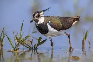 Czajka zwyczajna (Vanellus vanellus) - zdj. ilustracyjne