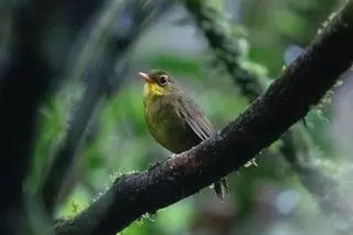 Madagaskarniczek ciemny (Xanthomixis tenebrosa)