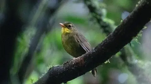 Madagaskarniczek ciemny (Xanthomixis tenebrosa)