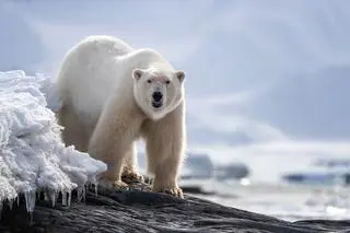 Niedźwiedź polarny