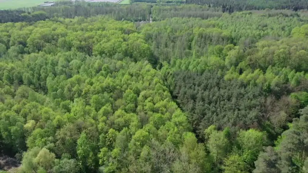 Przetrwanie drzew stoi pod znakiem zapytania