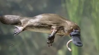 Dziobak