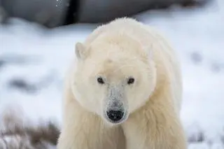 Niedźwiedź polarny