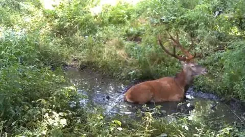 Spór o leśne spa. "Zwierzęta potrafią szanować się wzajemnie"