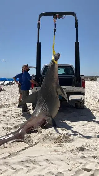 Martwa samica Sphyrna mokarran u wybrzeży Orange Beach