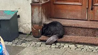 Bóbr na ul. Odrzańskiej we Wrocławiu