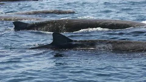Żyją w najgłębszych wodach. Naukowcy zobaczyli je tuż przy brzegu