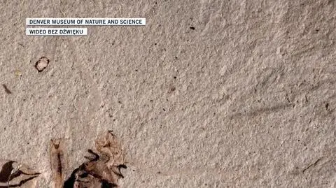 Prehistoryczny chrząszcz z gatunku Pulchritudo attenboroughi