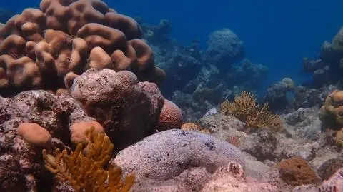 Holothuria (Microthele) nobilis