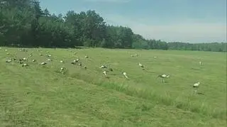 Poranne śniadanie na łące