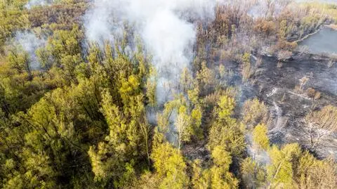 Pożary, susze i "wycinka awaryjna na dużą skalę". "Bezprecedensowe" szkody