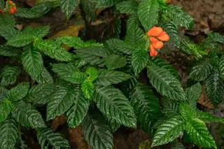 Jaskrawopomarańczowe kwiaty Gasteranthus extinctus