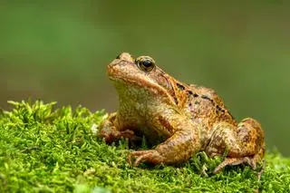 Żaba trawna (Rana temporaria)