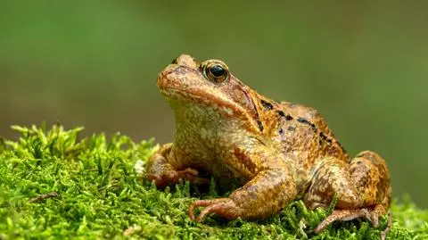 Żaba trawna (Rana temporaria)